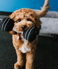 Book an Appointment with Workouts + Open Gym for Workouts + Open Gym